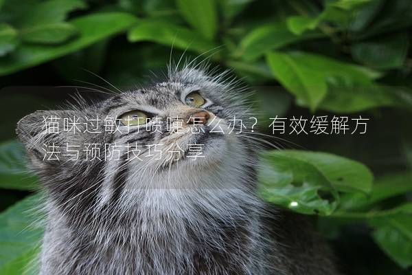 猫咪过敏打喷嚏怎么办？有效缓解方法与预防技巧分享