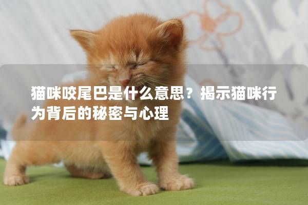 猫咪咬尾巴是什么意思？揭示猫咪行为背后的秘密与心理