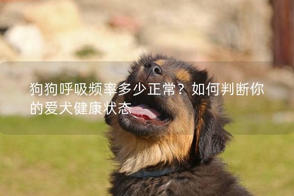 狗狗呼吸频率多少正常?如何判断你的爱犬健康状态 狗狗呼吸频率多少正常?如何判断你的爱犬健康状态