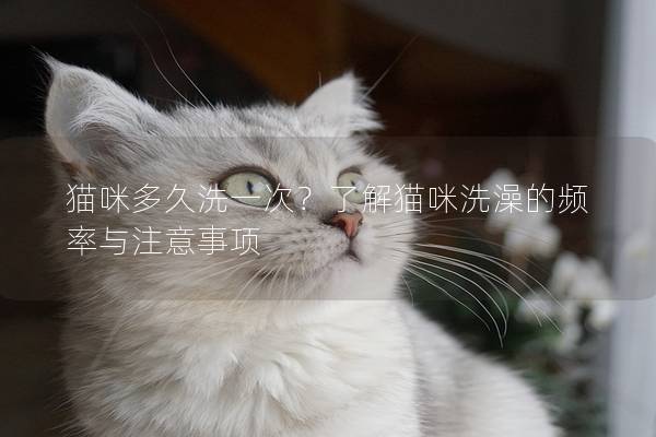 猫咪多久洗一次？了解猫咪洗澡的频率与注意事项