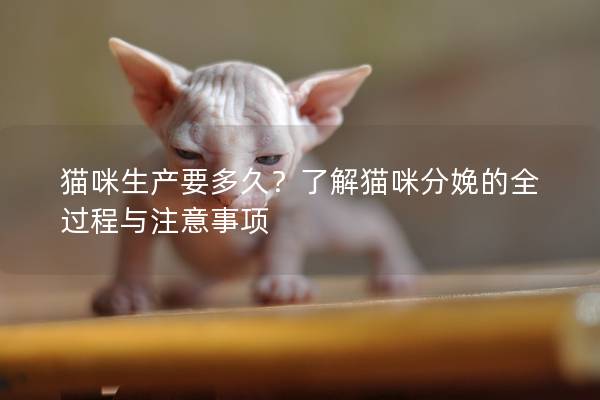 猫咪生产要多久？了解猫咪分娩的全过程与注意事项
