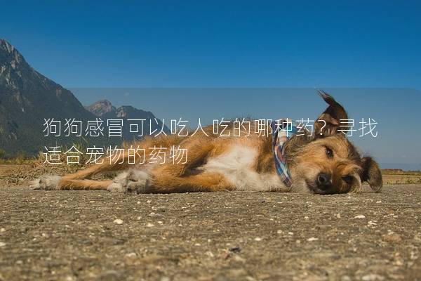 狗狗感冒可以吃人吃的哪种药?寻找适合宠物的药物 狗狗感冒可以吃人吃的哪种药?寻找适合宠物的药物