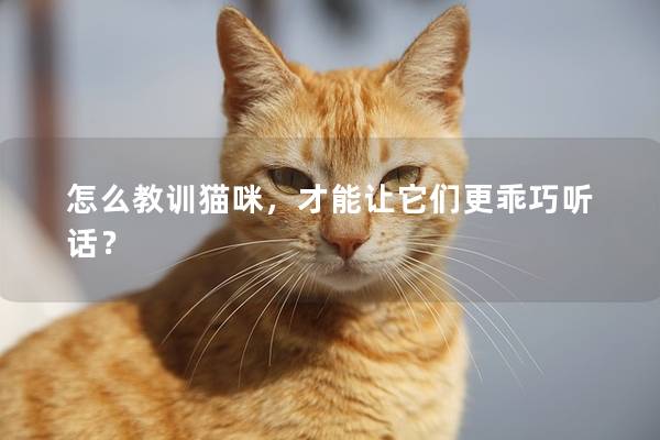 怎么教训猫咪,才能让它们更乖巧听话? 怎么教训猫咪,才能让它们更乖巧听话?