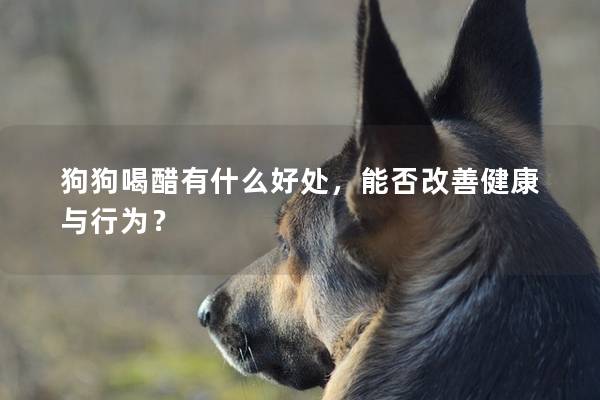 狗狗喝醋有什么好处，能否改善健康与行为？