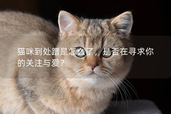猫咪到处蹭是怎么了,是否在寻求你的关注与爱? 猫咪到处蹭是怎么了,是否在寻求你的关注与爱?