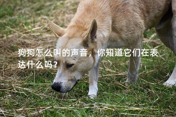 狗狗怎么叫的声音，你知道它们在表达什么吗？