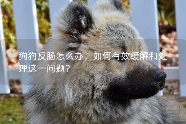 狗狗反肠怎么办，如何有效缓解和处理这一问题？