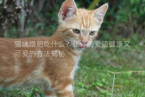 猫咪增肥吃什么？让你的爱猫健康又可爱的方法揭秘