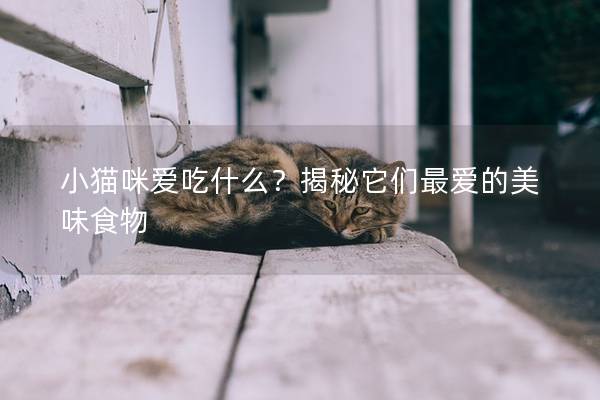 小猫咪爱吃什么？揭秘它们最爱的美味食物