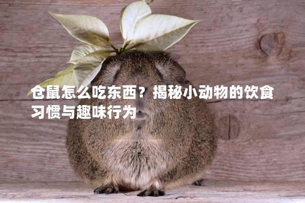 仓鼠怎么吃东西?揭秘小动物的饮食习惯与趣味行为 仓鼠怎么吃东西?揭秘小动物的饮食习惯与趣味行为
