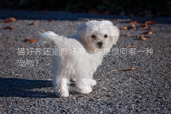 猫好养还是狗好养，你更倾向哪一种宠物？