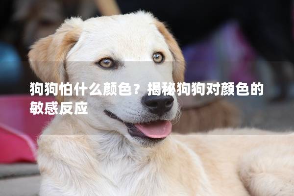 狗狗怕什么颜色？揭秘狗狗对颜色的敏感反应