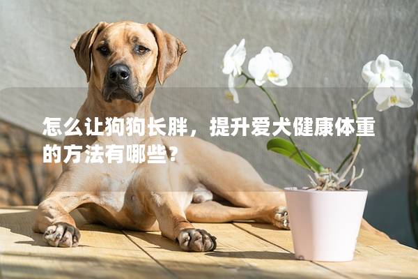 怎么让狗狗长胖，提升爱犬健康体重的方法有哪些？
