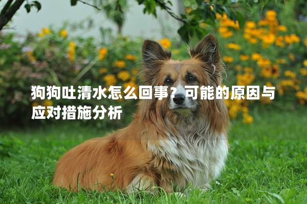 狗狗吐清水怎么回事？可能的原因与应对措施分析