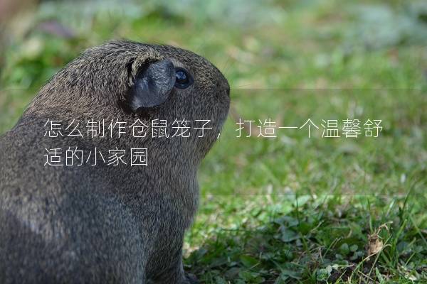 怎么制作仓鼠笼子，打造一个温馨舒适的小家园