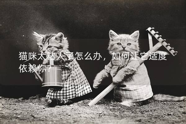 猫咪太粘人了怎么办，如何让它适度依赖你？