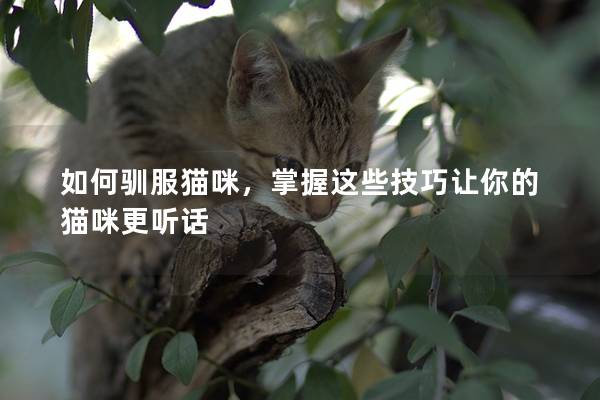 如何驯服猫咪，掌握这些技巧让你的猫咪更听话