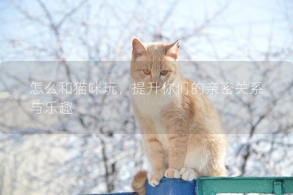 怎么和猫咪玩，提升你们的亲密关系与乐趣