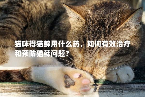 猫咪得猫藓用什么药，如何有效治疗和预防猫藓问题？