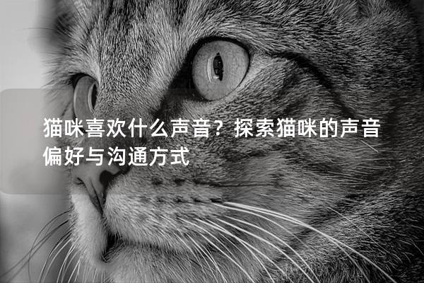 猫咪喜欢什么声音？探索猫咪的声音偏好与沟通方式