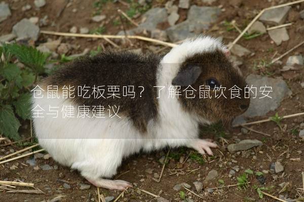 仓鼠能吃板栗吗?了解仓鼠饮食的安全与健康建议 仓鼠能吃板栗吗?了解仓鼠饮食的安全与健康建议
