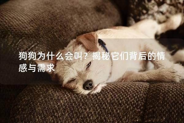 狗狗为什么会叫？揭秘它们背后的情感与需求