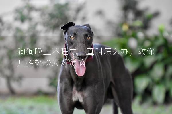 狗狗晚上不睡觉一直叫怎么办,教你几招轻松应对烦恼 狗狗晚上不睡觉一直叫怎么办,教你几招轻松应对烦恼