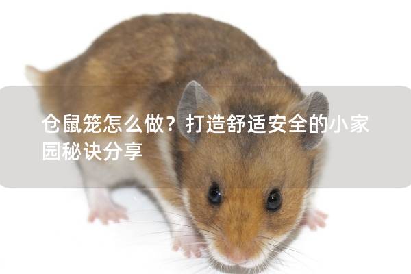 仓鼠笼怎么做？打造舒适安全的小家园秘诀分享