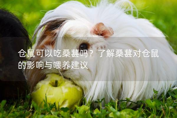 仓鼠可以吃桑葚吗？了解桑葚对仓鼠的影响与喂养建议