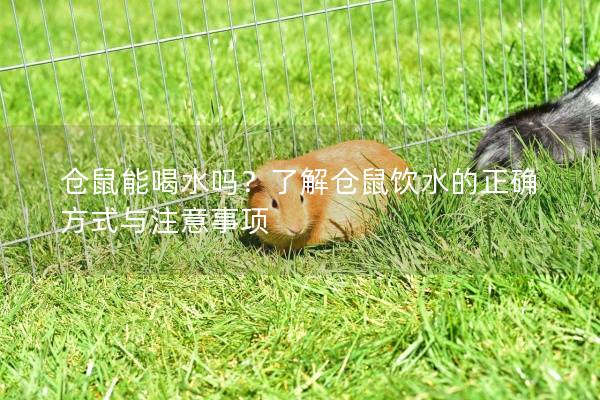 仓鼠能喝水吗？了解仓鼠饮水的正确方式与注意事项