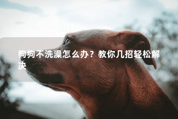 狗狗不洗澡怎么办？教你几招轻松解决