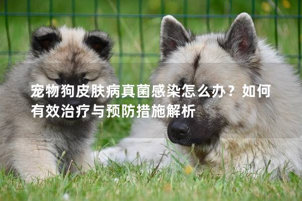 宠物狗皮肤病真菌感染怎么办?如何有效治疗与预防措施解析 宠物狗皮肤病真菌感染怎么办?如何有效治疗与预防措施解析