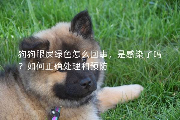 狗狗眼屎绿色怎么回事,是感染了吗?如何正确处理和预防 狗狗眼屎绿色怎么回事,是感染了吗?如何正确处理和预防