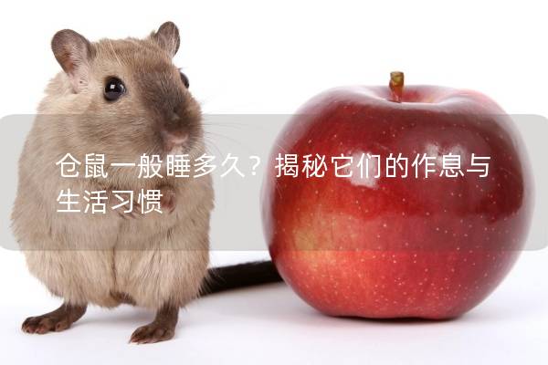 仓鼠一般睡多久？揭秘它们的作息与生活习惯