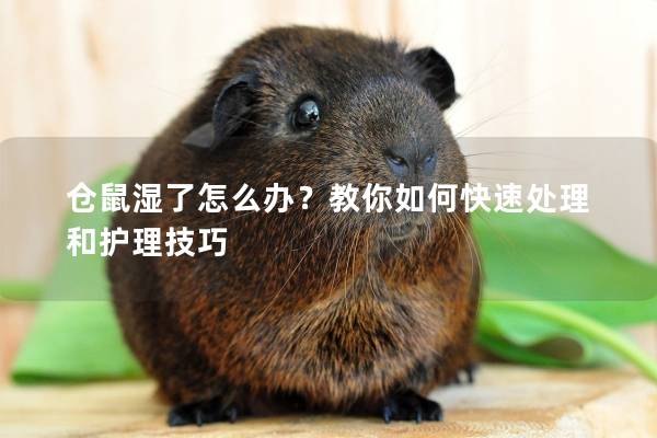 仓鼠湿了怎么办？教你如何快速处理和护理技巧