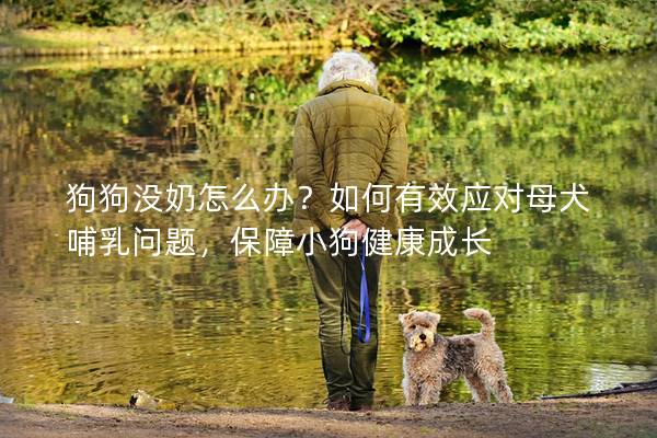 狗狗没奶怎么办？如何有效应对母犬哺乳问题，保障小狗健康成长