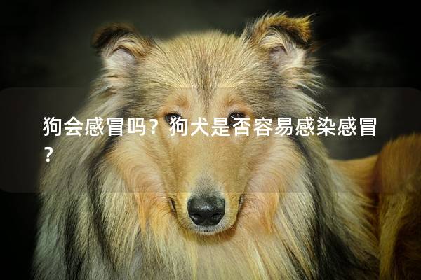 狗会感冒吗？狗犬是否容易感染感冒？
