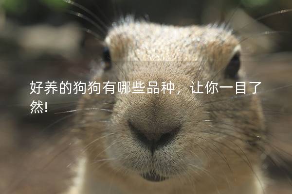 好养的狗狗有哪些品种,让你一目了然! 好养的狗狗有哪些品种,让你一目了然!