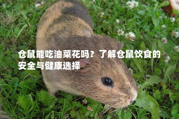 仓鼠能吃油菜花吗?了解仓鼠饮食的安全与健康选择 仓鼠能吃油菜花吗?了解仓鼠饮食的安全与健康选择