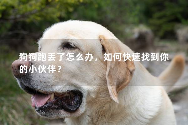 狗狗跑丢了怎么办，如何快速找到你的小伙伴？