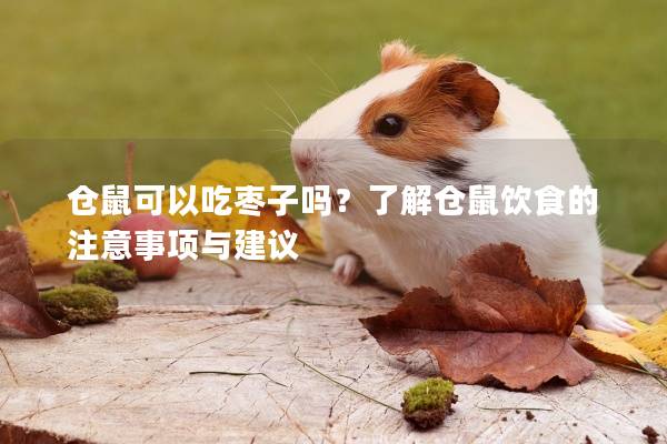 仓鼠可以吃枣子吗？了解仓鼠饮食的注意事项与建议