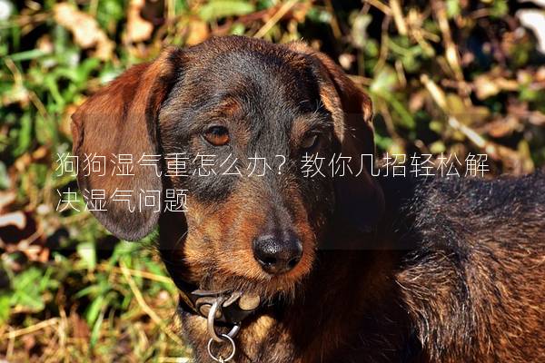 狗狗湿气重怎么办？教你几招轻松解决湿气问题
