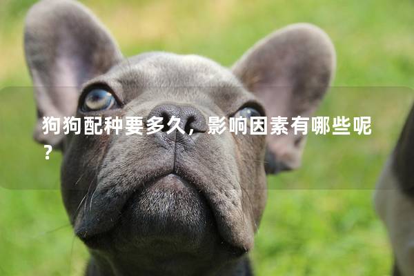 狗狗配种要多久，影响因素有哪些呢？