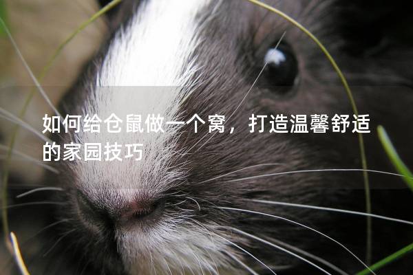 如何给仓鼠做一个窝，打造温馨舒适的家园技巧