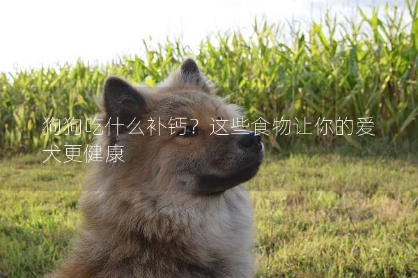 狗狗吃什么补钙？这些食物让你的爱犬更健康
