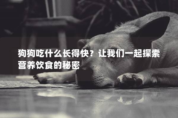 狗狗吃什么长得快？让我们一起探索营养饮食的秘密