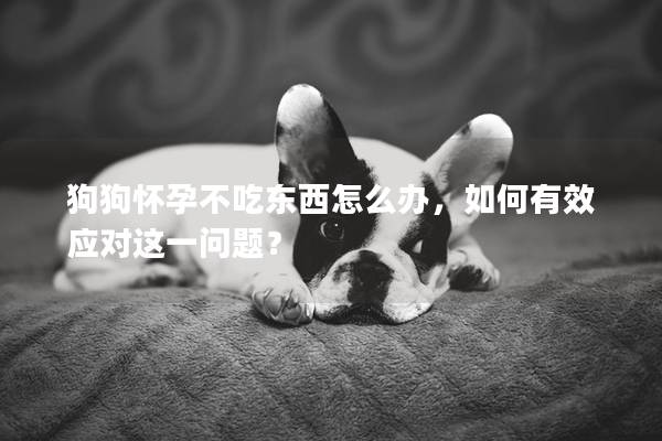 狗狗怀孕不吃东西怎么办，如何有效应对这一问题？