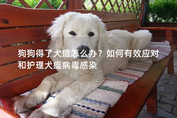 狗狗得了犬瘟怎么办?如何有效应对和护理犬瘟病毒感染 狗狗得了犬瘟怎么办?如何有效应对和护理犬瘟病毒感染