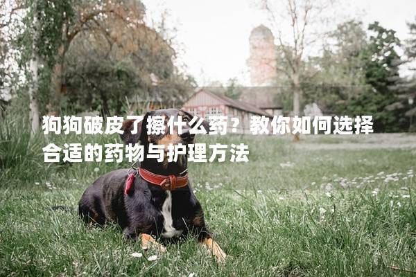 狗狗破皮了擦什么药？教你如何选择合适的药物与护理方法