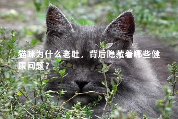 猫咪为什么老吐，背后隐藏着哪些健康问题？